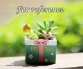 Resin Gift Box Shape Succulent Plant Pot Decorative Succulent Cactus Bonsai Plant Container